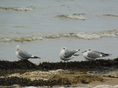 Larus canus