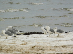 Larus canus
