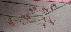 Cyperus glaucophyllus