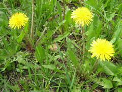 Taraxacum officinale