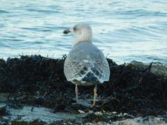 Larus argentatus