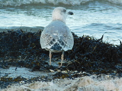 Larus argentatus