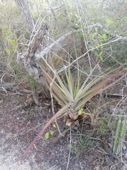 Tillandsia huamelulaensis