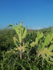 Opuntia dejecta