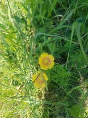 Linum rigidum