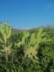 Opuntia dejecta