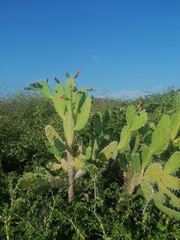 Opuntia dejecta