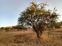 Vachellia caven