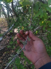 Achatocarpus oaxacanus