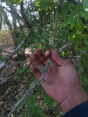 Achatocarpus oaxacanus