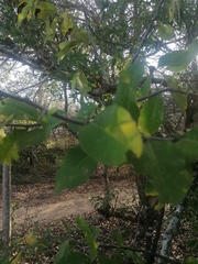 Achatocarpus oaxacanus