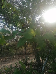 Achatocarpus oaxacanus