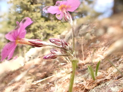 Primula rusbyi