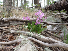 Primula rusbyi