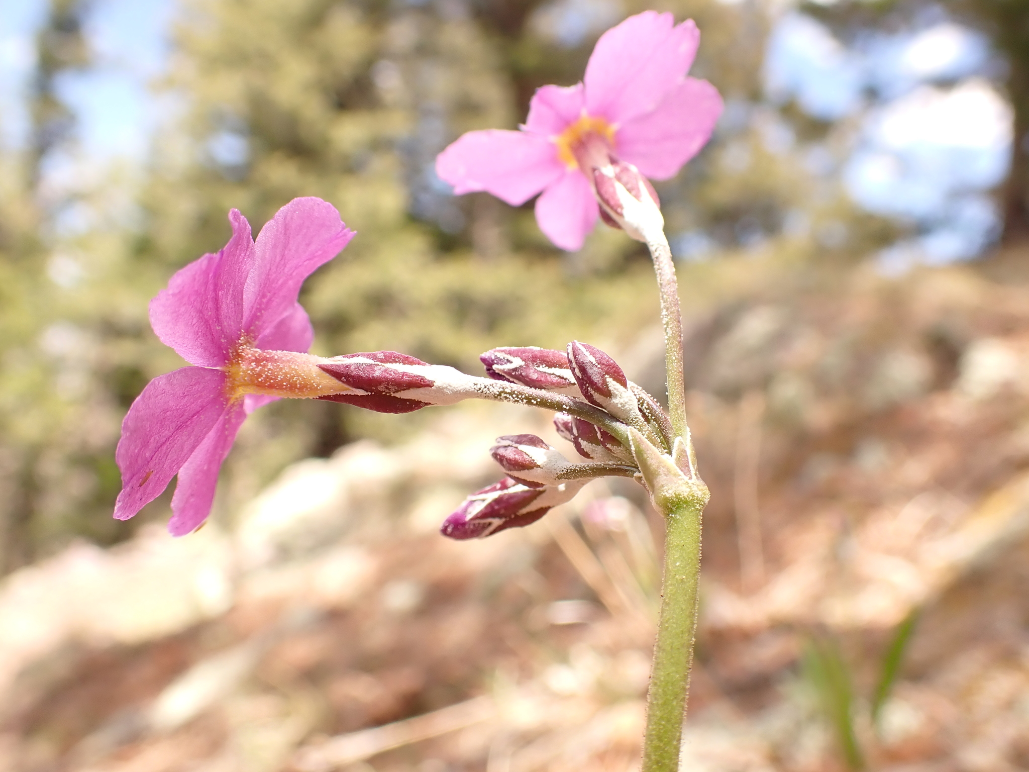 Primula rusbyi