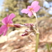 Primula rusbyi - Photo (c) Matt Lavin, μερικά δικαιώματα διατηρούνται (CC BY-SA)