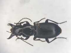 Pterostichus rostratus