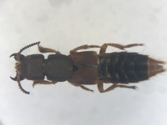 Platydracus immaculatus
