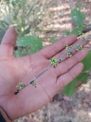 Achatocarpus oaxacanus