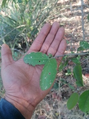 Achatocarpus oaxacanus