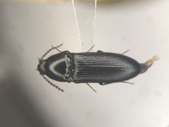 Ampedus laurentinus