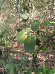 Achatocarpus oaxacanus