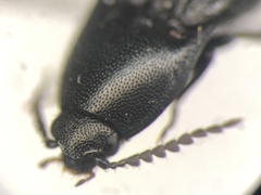 Ampedus laurentinus