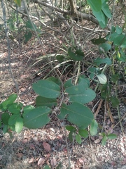 Achatocarpus oaxacanus