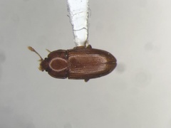 Philothermus glabriculus