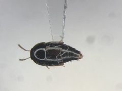 Coproporus ventriculus