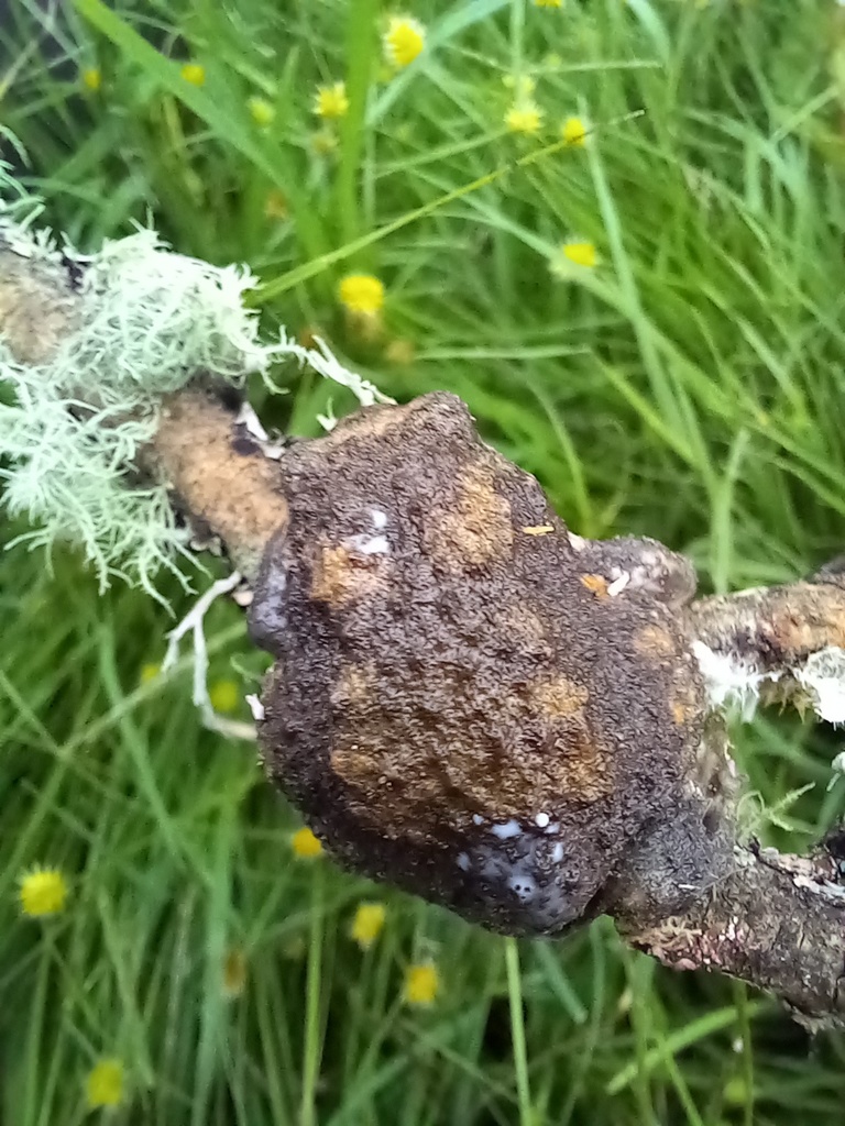 Bushveld Rain Frog