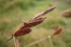 Carex clavata