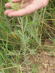 Ambrosia tenuifolia