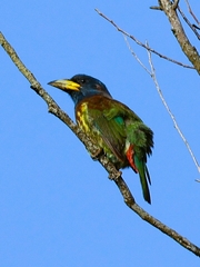 Great Barbet photo 3