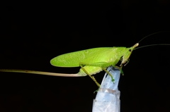 Copiphora cultricornis