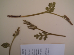 Botrychium michiganense