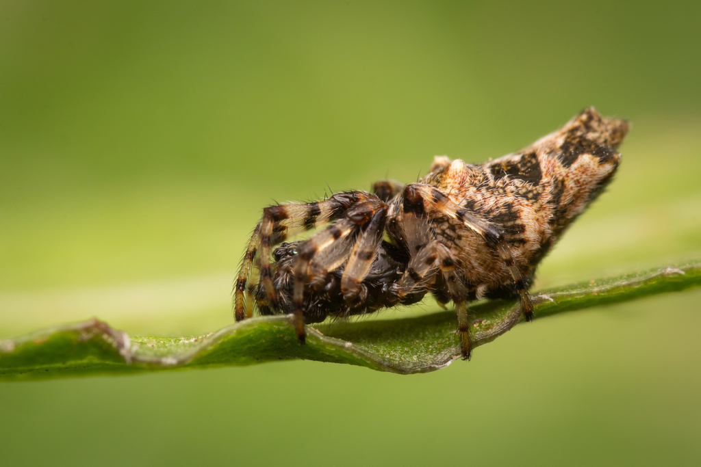 Cyclosa serena