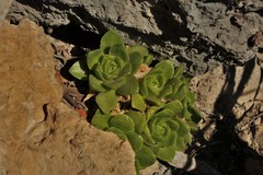 Sedum glabrum