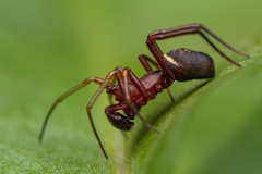 Steatoda ancorata