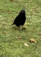 Corvus corone