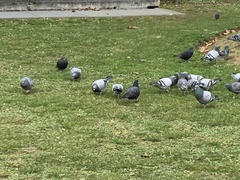 Columba livia domestica