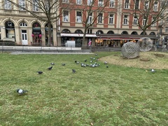 Columba livia domestica