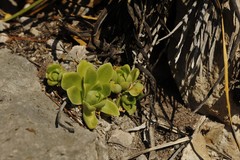 Sedum glabrum