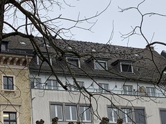 Columba livia domestica