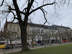 Columba livia domestica