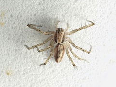 Oxyopes kraepelinorum