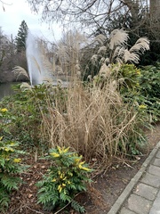 Miscanthus