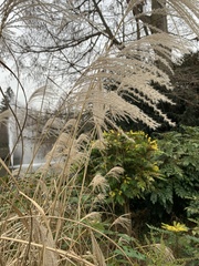 Miscanthus