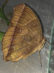 Thaumantis noureddin