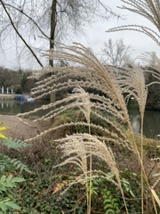 Miscanthus